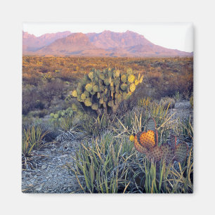 Imã EUA, Texas, Big Bend NP. Um crepúsculo arenoso ros