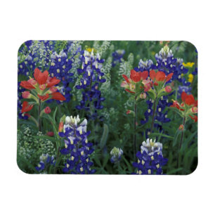 Ímã EUA, Texas Hill Country. Bluebonnets e