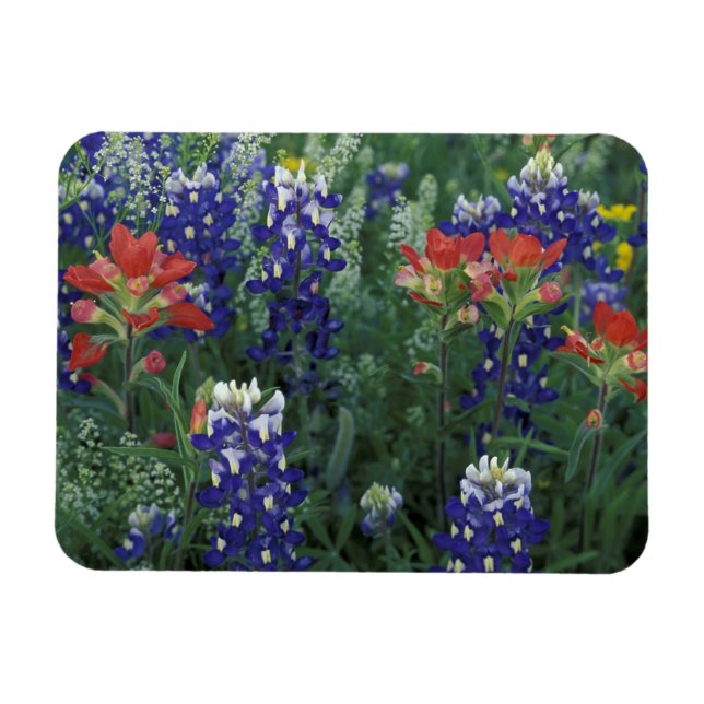 Ímã EUA, Texas Hill Country. Bluebonnets e (Horizontal)