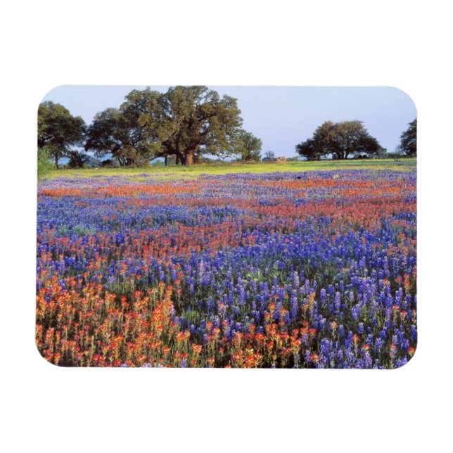 Ímã EUA, Texas, Llano. Bluebonnets e redbonnets (Horizontal)