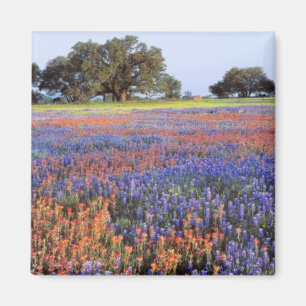 Imã EUA, Texas, Llano. Bluebonnets e redbonnets