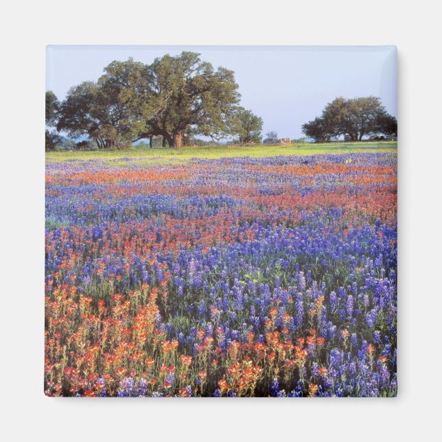 Imã EUA, Texas, Llano. Bluebonnets e redbonnets (Frente)