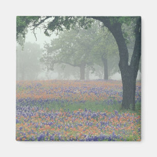 Imã EUA, Texas. Pincel de Texas e bluebonnets