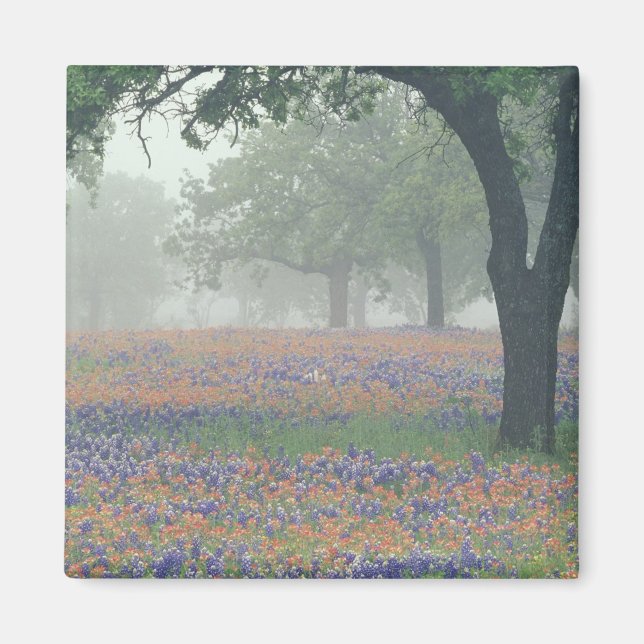 Imã EUA, Texas. Pincel de Texas e bluebonnets (Frente)