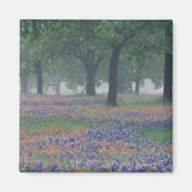 Imã EUA, Texas, Texas Hill Country Campo expansivo (Frente)