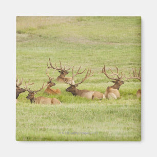 Imã EUA, Utá, grupo de alces do touro (canadensis do