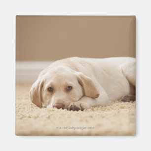 Imã EUA, Utá, Lehi, retrato de Labrador amarelo