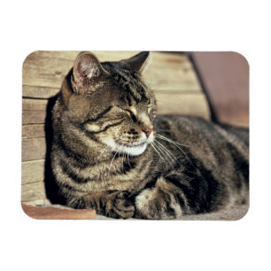 Ímã EUA, Utá, recife NP do Capitólio. Gato de gato