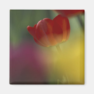 Imã EUA, Utah, Cache Valley Tulips em um jardim