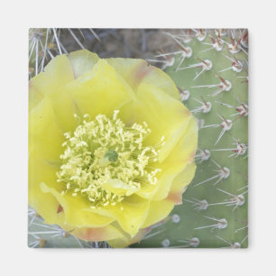 Imã EUA, Utah, Canyonlands, NP, Desert Prickly Pear