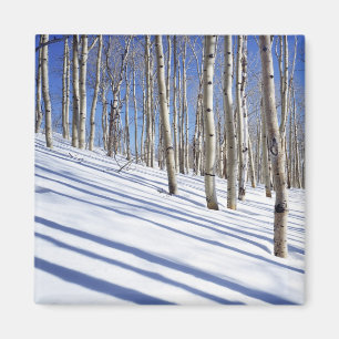 Imã EUA, Utah, Floresta Nacional Dixie, Aspen Grove
