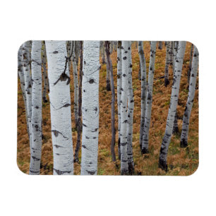 Ímã EUA, Utah, Floresta Nacional Uinta-Wasatch-Cache 2