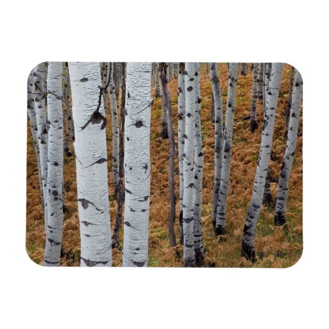 Ímã EUA, Utah, Floresta Nacional Uinta-Wasatch-Cache 2 (Horizontal)