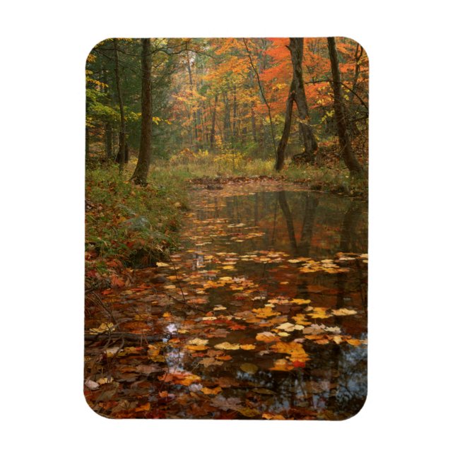 Ímã EUA, Virgínia, Outono no Douthat State Park (Vertical)