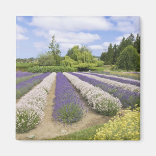 Imã EUA, WA, Sequim, Fazenda de Lavanda de Risco Roxo