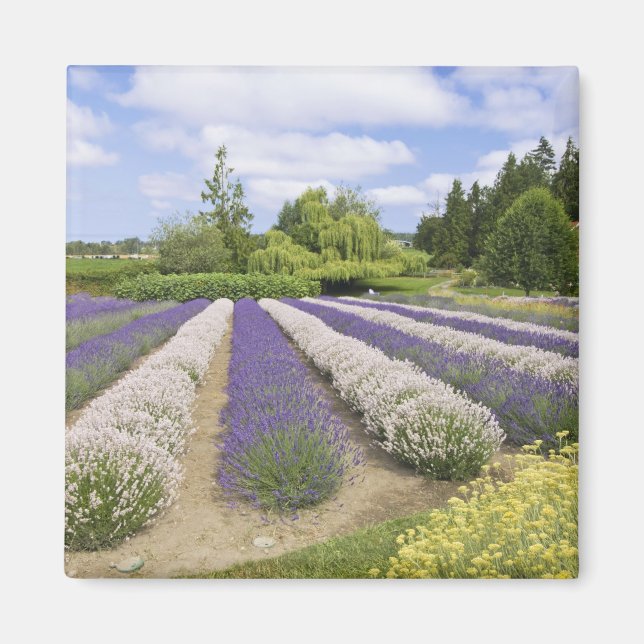 Imã EUA, WA, Sequim, Purple Haze Lavender Farm (Frente)