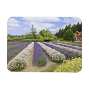 Ímã EUA, WA, Sequim, Purple Haze Lavender Farm