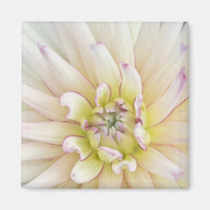 Imã EUA, Washington, Bellevue, Bellevue Botânico 2