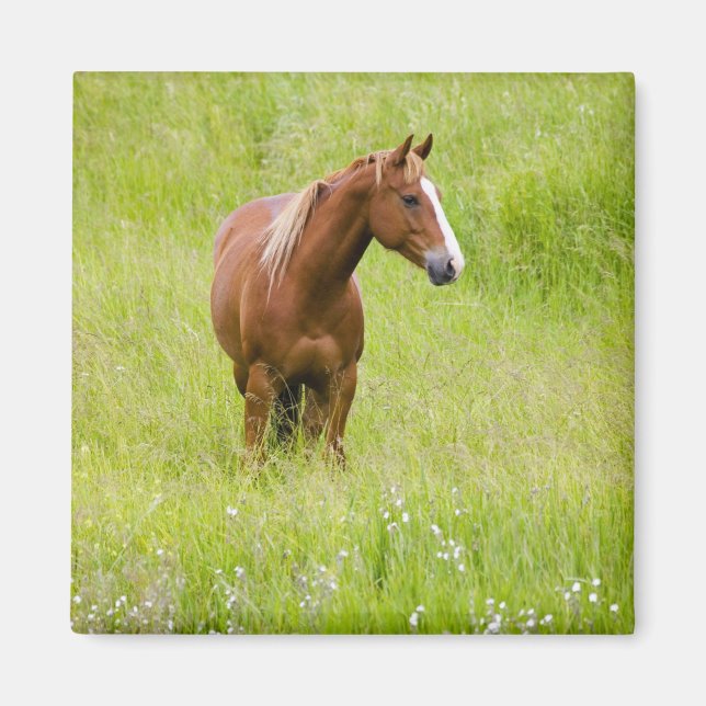Imã EUA, Washington, Cavalo em Campo de Primavera, (Frente)
