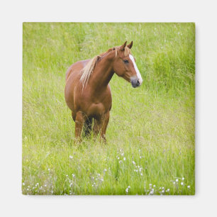 Imã EUA, Washington, cavalo no campo do primavera,