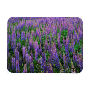 Ímã EUA, Washington, Condado de Clallam, Lupine
