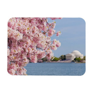Ímã EUA, Washington DC, árvore de cereja