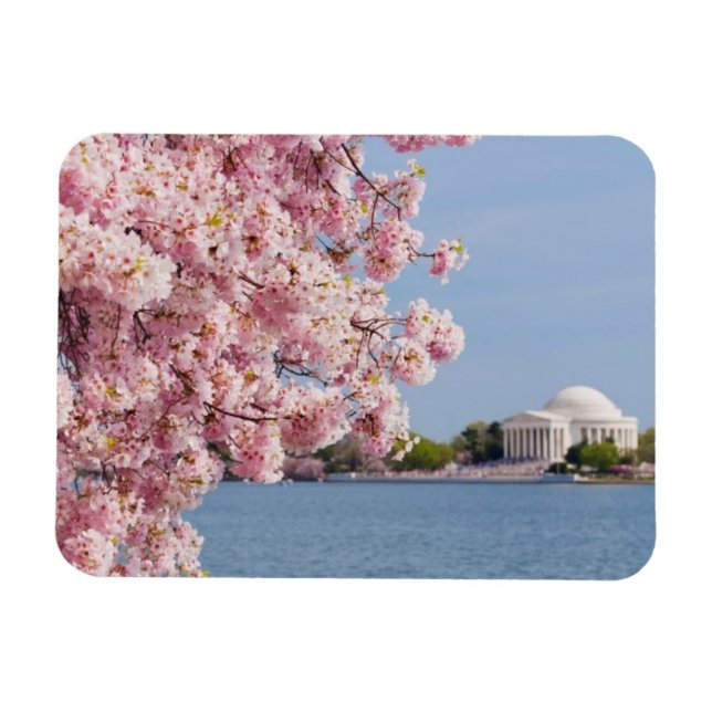 Ímã EUA, Washington DC, cerejeira (Horizontal)