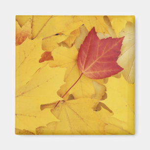 Imã EUA, Washington, Finch Arboretum, Vermelho e