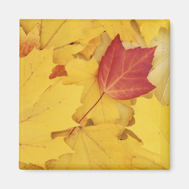 Imã EUA, Washington, Finch Arboretum, Vermelho e (Frente)