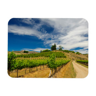 Ímã EUA, Washington, Lago Chelan. Vinhedo 3