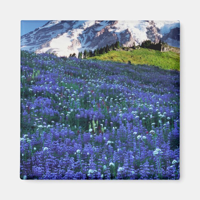 Imã EUA, Washington, Monte Rainier National Park. Mt. (Frente)