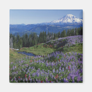 Imã EUA, Washington Mt. Adams Wilderness, Prados