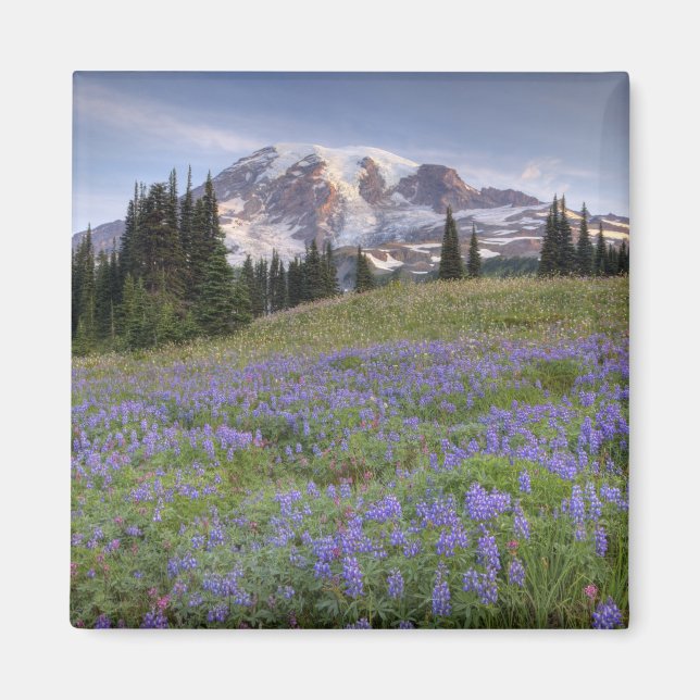 Imã EUA, Washington, Mt. Rainier NP, Mt. Rainier e (Frente)