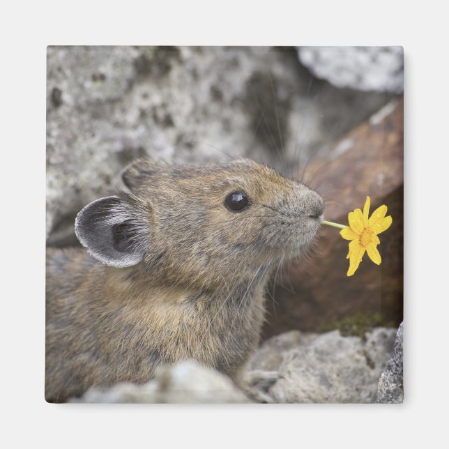 Imã EUA, Washington, North Cascades National Park, (Frente)