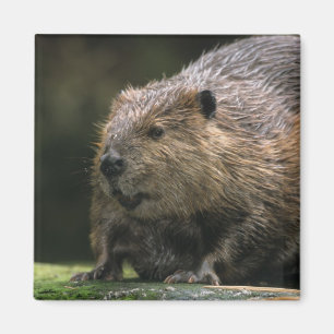 Imã EUA, Washington, Northwest Trek. Castor