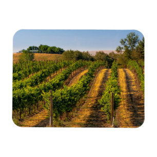Ímã EUA, Washington Oriental, Walla Walla Vineyards