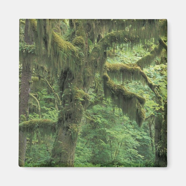 Imã EUA, Washington, Parque Nacional Olimpiadas. (Frente)