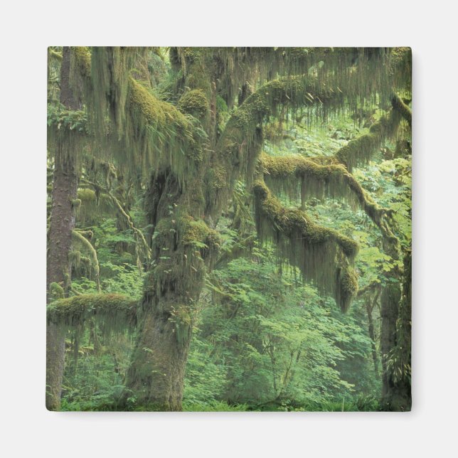 Imã EUA, Washington, Parque Nacional Olímpico. (Frente)