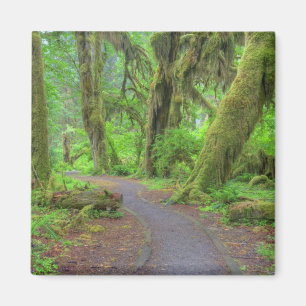 Imã EUA, Washington, Parque Nacional Olímpico, Chuva d