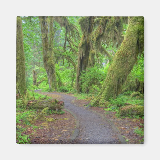 Imã EUA, Washington, Parque Nacional Olímpico, Chuva d (Frente)