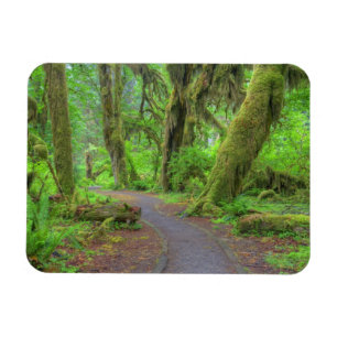 Ímã EUA, Washington, Parque Nacional Olímpico, Chuva d