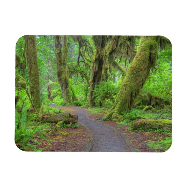Ímã EUA, Washington, Parque Nacional Olímpico, Chuva d (Horizontal)