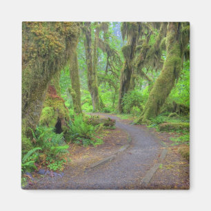 Imã EUA, Washington, Parque Nacional Olímpico, Hoh 2