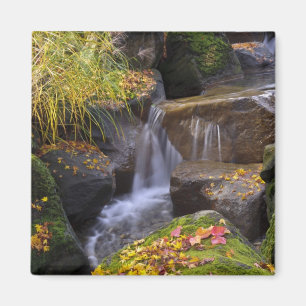 Imã EUA, Washington, Seattle