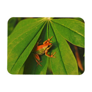 Ímã EUA, Washington, Seattle, Discovery Park 2