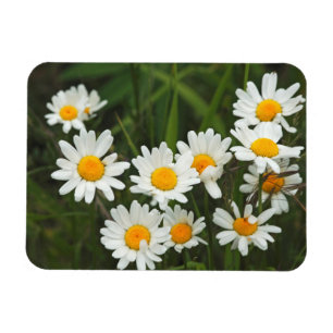 Ímã EUA, Washington, Seattle, Puget Sound 3