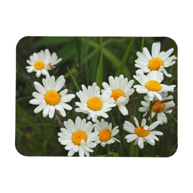 Ímã EUA, Washington, Seattle, Puget Sound 3 (Horizontal)