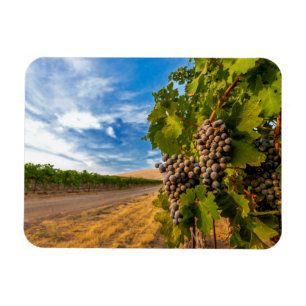 Ímã EUA, Washington, Vale de Yakima. Uvas Merlot