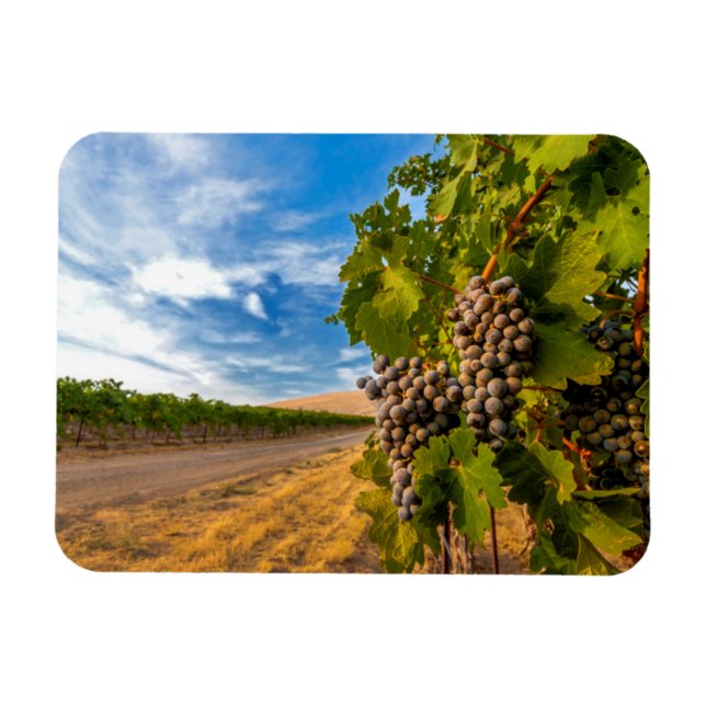 Ímã EUA, Washington, Vale de Yakima. Uvas Merlot (Horizontal)