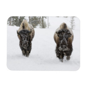 Ímã EUA, WY, Parque Nacional de Yellowstone, Bisão Ame